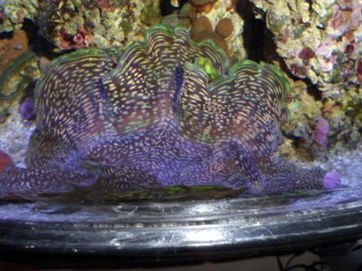 maxima clam pics 005.JPG