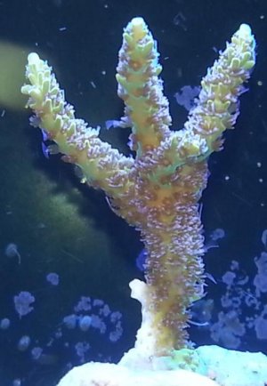 Pink Lemonade-1.jpg
