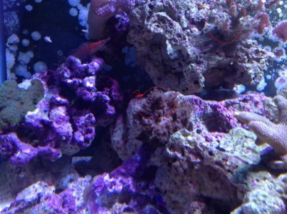 corals 2.jpg