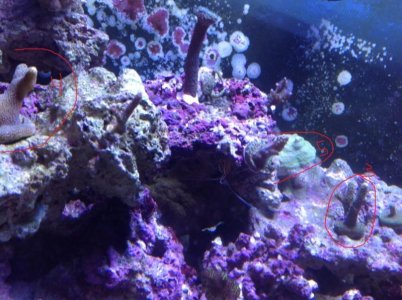 corals 1.jpg
