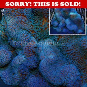 z_cfimg-2397077991376747610 Blue Gig.jpg