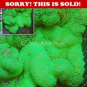 z_cfimg-3844479038813152935 Green gig.jpg