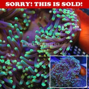 z_cfimg-3194370205451972237 Mag.jpg