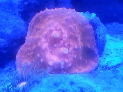 bluelight2.jpg
