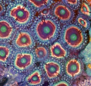 everlasting gobstoppers.jpg