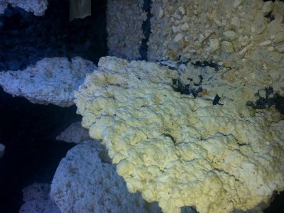 dry fit (9).jpg