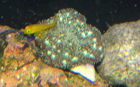 SPS-Coral.jpg