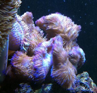 PurpleGigantea2013112401From Ace.jpg