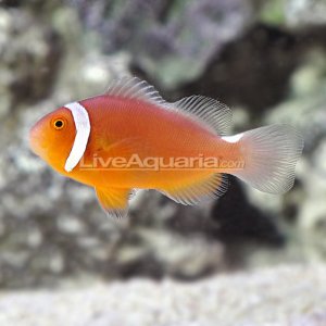 Thiellei Clownfish LA AA ($300) 10_28_13.jpg