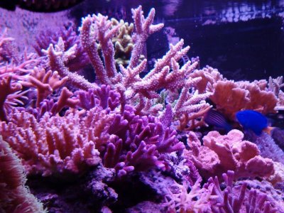 40br sps.jpg