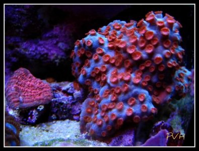 coral 6.jpg