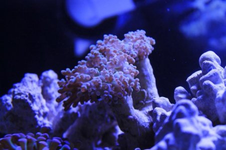 frogspawn.jpg