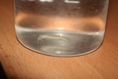 IMG_0130.jpg
