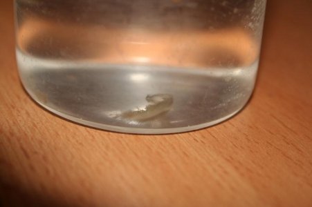 IMG_0129.jpg
