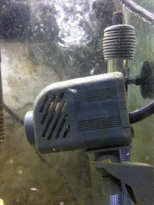 mystery creature.jpg