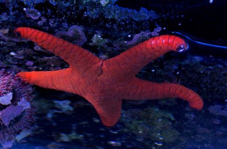 starfish.jpg
