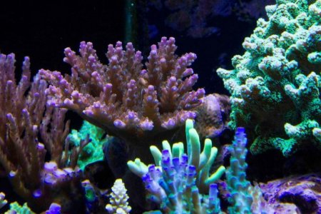 Peach and Purple.jpg