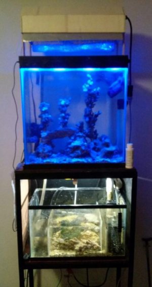 roughly 20 gallon.jpg