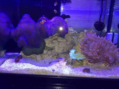 ImageUploadedByTapatalk1384274464.519019.jpg ImageUploadedByTapatalk1384274464.519019.jpg