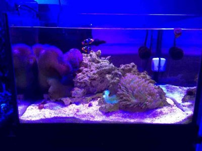 ImageUploadedByTapatalk1384274425.318155.jpg ImageUploadedByTapatalk1384274425.318155.jpg