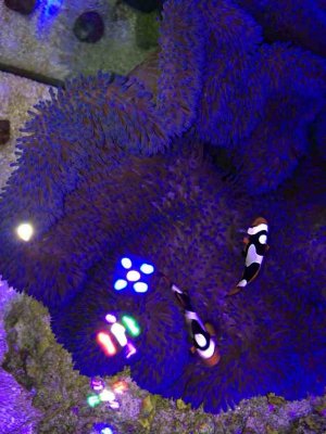 ImageUploadedByTapatalk1384274445.801820.jpg ImageUploadedByTapatalk1384274445.801820.jpg