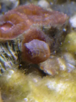 Acan Lord Hitchhiker1.jpg