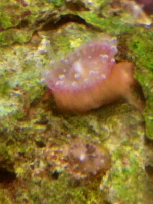 anemones3.jpg anemones3.jpg