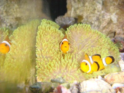 clown fish feb2 2010 006.jpg