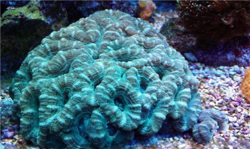 Acan.jpg