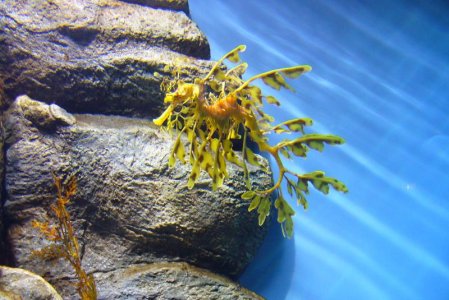 Leafy Sea Dragon.jpg