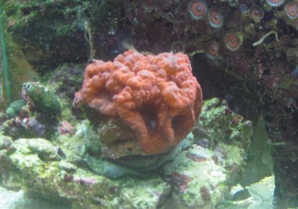 Red Beauty Blasto.jpg