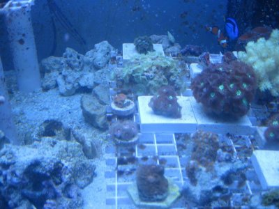 frag rack.jpg