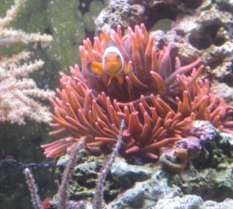 2009120509Aquaanemo 01712.jpg