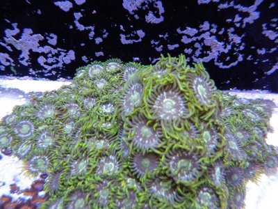 GreenYellow Speckled.jpg