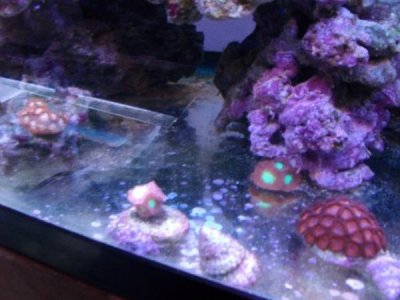 new 30 gallon 9.jpg