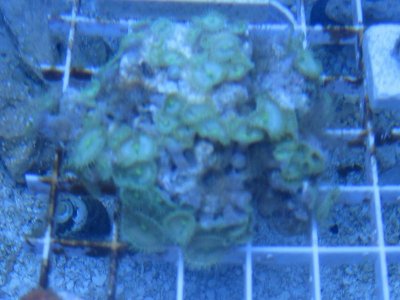 bright lime green palys.jpg