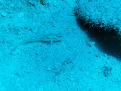 GOBY.jpg