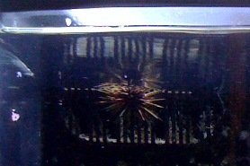 Urchin_cropped.jpg