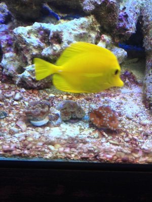 Acans and Yellow Tang.jpg