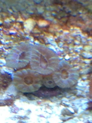 Green Acan.jpg