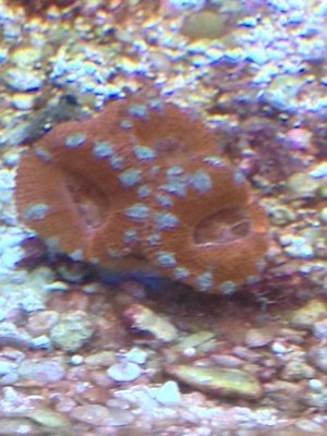 Peppermint Acan.jpg