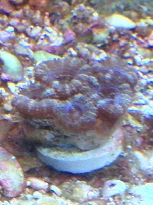 Purple Acan.jpg
