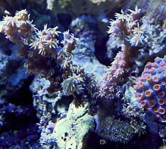 A. Horrida(1).jpg