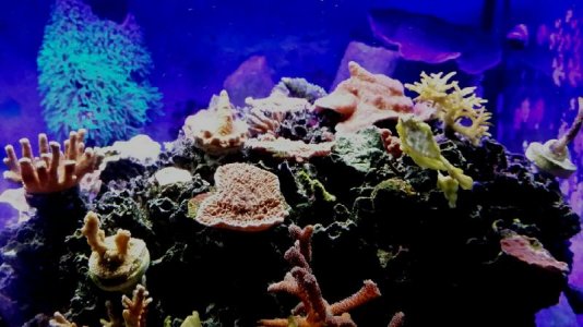 2013-11-15 sps frags on Fiji live rock.jpg