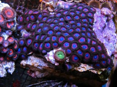zoas.jpg