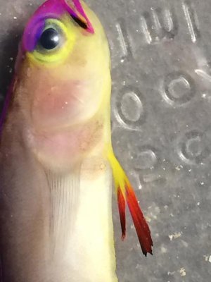 IMG_0693.jpg IMG_0693.jpg