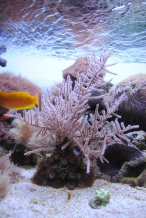 Grube's Gorgonian.jpg