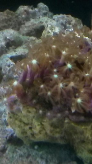 gsp or jasmine polyp.jpg