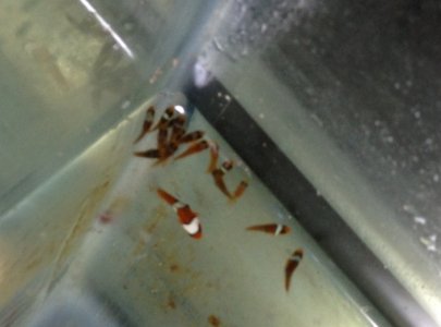 batch2_8DPH.JPG