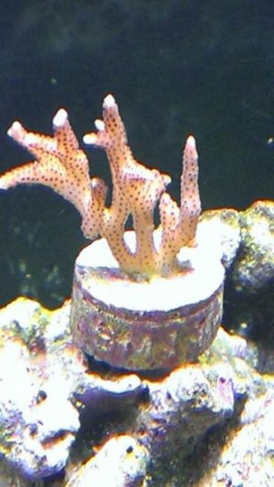 IMAG0455.jpg